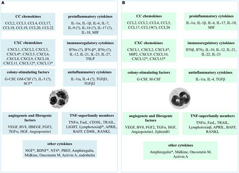 Frontiers Neutrophil Derived Cytokines Facts Beyond Expression