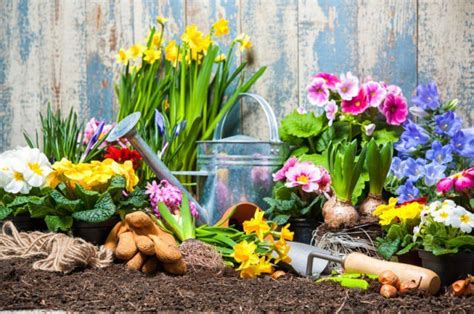 Consejos De Jardinería Para Novatos Parte 2 Jardineria Domenech Mantenimiento De Jardines