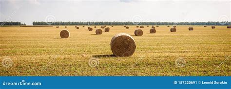 Panoramic View Of Hay Bales On Harvested Field Stock Image Image Of