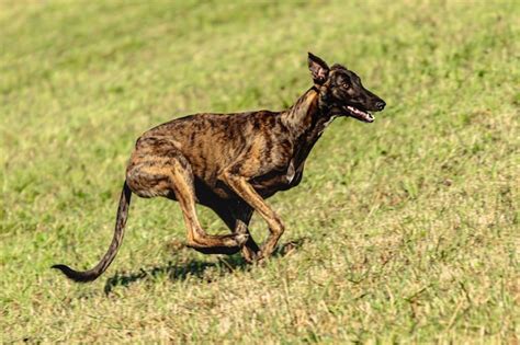 Perro galgo corriendo y persiguiendo señuelos en el campo Foto Premium