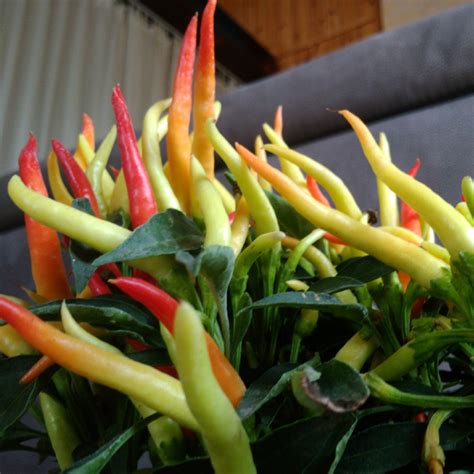 Capsicum Annuum Basket Of Fire Chilli Pepper Basket Of Fire In