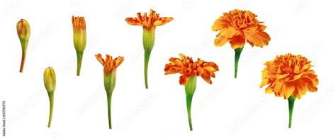 Stages of flower blooming in png. Set of orange marigold flowers ...