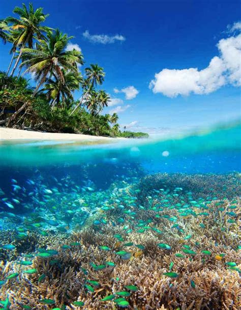 Locals Guide To The Cozumel National Marine Park 2024