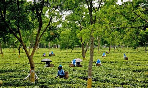 Assam government hikes wages for tea garden workers