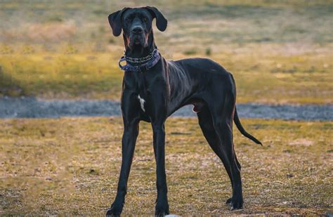 13 Tallest Dog Breeds Wholl Stand Taller Than Their Owners