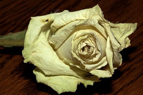 Dried White Rose Photograph By Phyllis Denton