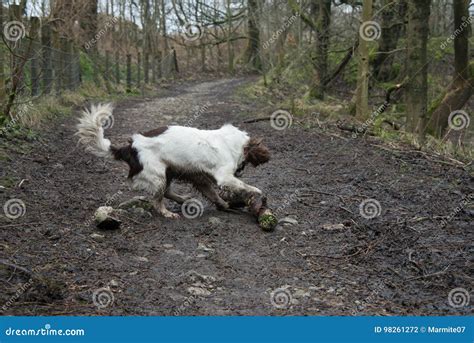 Springer Spaniel Playing with Stick Stock Photo - Image of leaves ...