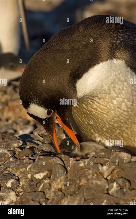 gentoo penguin Pygoscelis papua with newborn chick South Shetland Islands Antarctica Southern ...