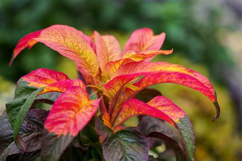 Amaranthus Tricolor Joseph S Coat