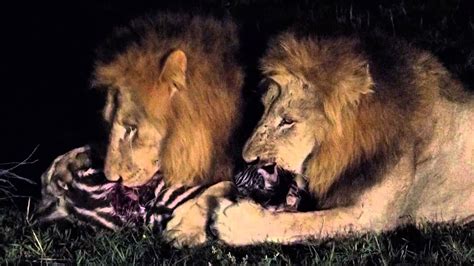 Male Lions Eat Baby Zebra South Africa Sabi Sands Youtube