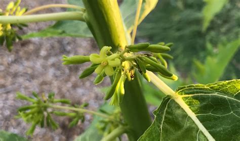 Gardening Oak Leaf Papaya Vasconcellea Quercifolia