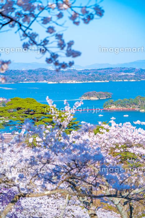 日本三景・松島 西行戻しの松公園 春の桜 松島湾（宮城県 松島町）の写真素材 224143921 イメージマート