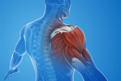 Easing The Pressure How Upper Cervical Chiropractic Addresses Shoulder