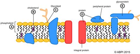 Cell Membranes