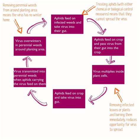 Plant Virus Diagram