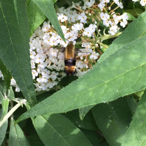 Snowberry Clearwing Moth Project Noah