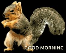 Funny Squirrel GIFs | Tenor