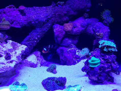 Build Thread Fluval Flex Reef Tank Reef Reef