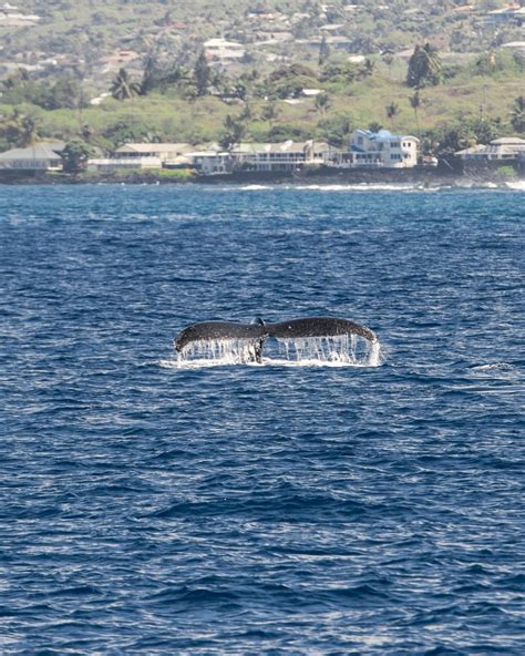 Rare Sighting Humpback Whale Spotted In Kona Waters In July Big