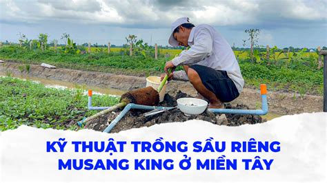 K Thu T Tr Ng S U Ri Ng Musang King Mi N T Y