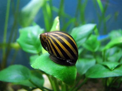 Nerite Snails Care Guide: All You Need To Know