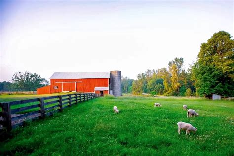 Sheep Farming For Beginners: Definitive Guide - SheepCaretaker