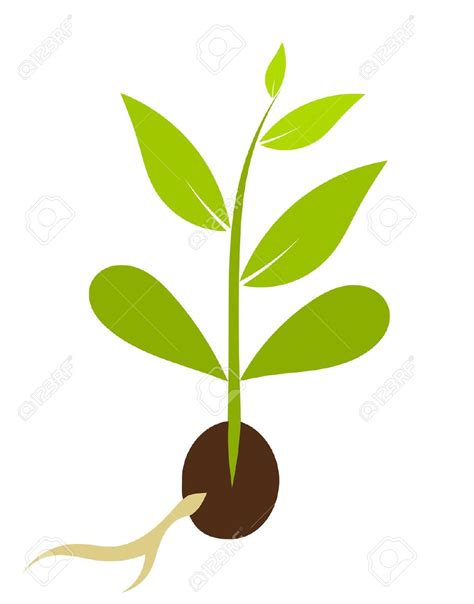 Plants Shoot Clipart 20 Free Cliparts Download Images On Clipground 2024