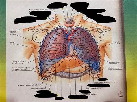 Topography Of Lungs Anterior View Diagram Quizlet