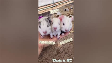 Baby Guinea Pigs Got Names Thank You For Voting 😊 Youtube