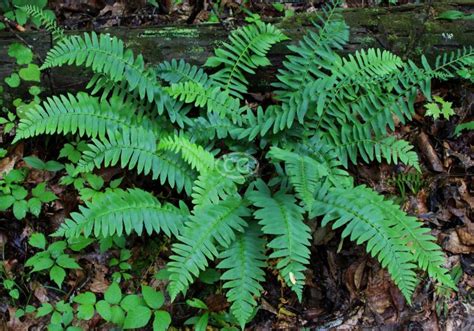 Christmas Fern 10 Bare Root Plants