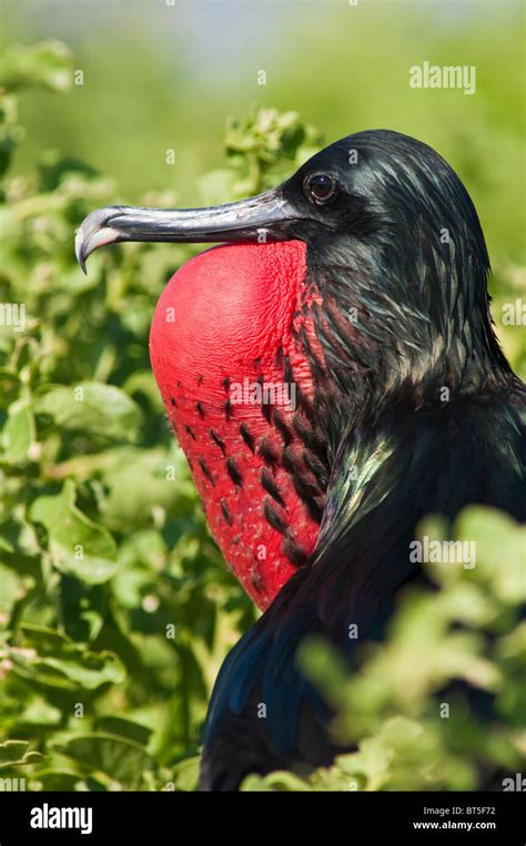 Magnificent Frigatebird Fregata Magnificens Isla Lobos Isla San