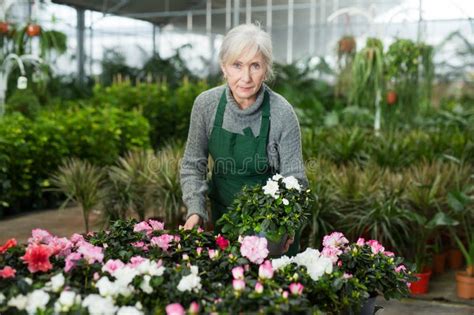 Senior Woman Arranging Flowers In Plant Shop Stock Image Image Of