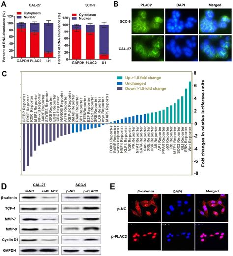 Lncrna Plac Activated By H K Acetylation Promotes Cell Proliferation