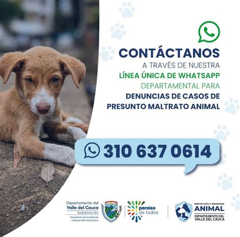 ¿cómo Denunciar Un Caso De Maltrato Animal En El Valle Gobernación