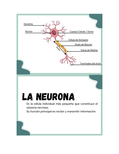 Sistema Nervioso Central y Periférico Psicología Studocu