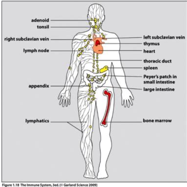 Introduction To The Immune System Flashcards Quizlet