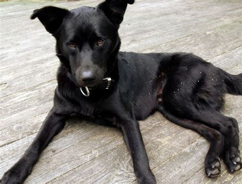 Chocolate Lab German Shepherd Mix Puppies Black Shepard Labrador Mix