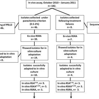 Study flow chart. Pfk13 = Plasmodium falciparum kelch 13 propeller; RSA ... 