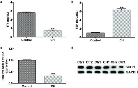 Expression Levels Of Sirtuin 1 Sirt1 In Congenital Hypothyroidism Download Scientific Diagram