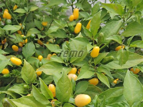 Extremely Hot Pepper Vulcain Seeds SEMO