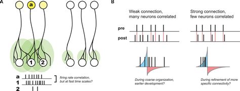 Frontiers The Applicability Of Spike Time Dependent Plasticity To