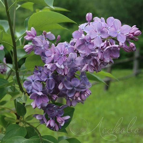 Сирень обыкновенная (Syringa vulgaris `Вечерняя Москва') - Сирень ...