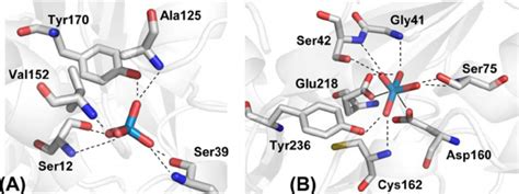 Structures Of Periplasmic Binding Proteins In Complex With Tungstate