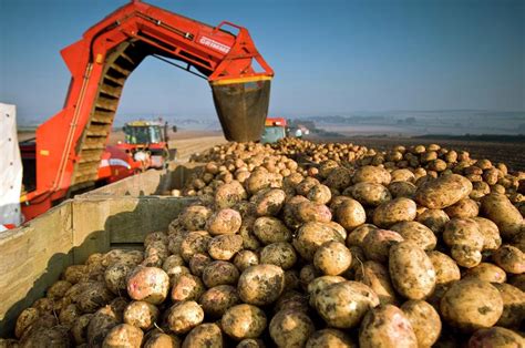 Potato Harvest Photograph by Jim Varney/science Photo Library