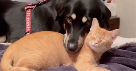 Cette chienne se noue damitié avec une chatte errante quelle découvre