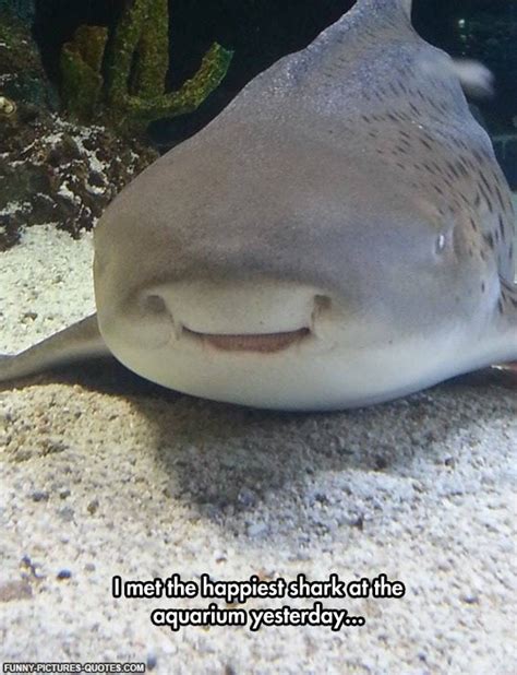 Funny Shark Quotes. QuotesGram