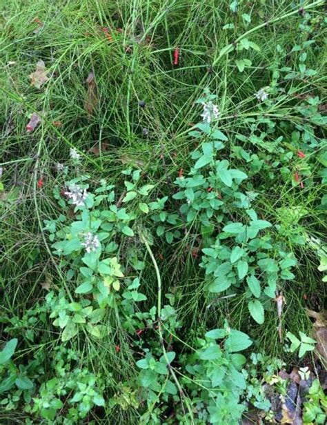 Edis Update Biology And Management Of Florida Betony Stachys Floridana Uf Ifas Mid Florida