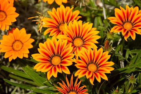 Gazania Rigens Syn G Splendens A Veces Llamada Flor Del Tesoro Es Una