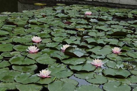 Free Images Nature Leaf Flower Petal Lake Pond Botany Frog