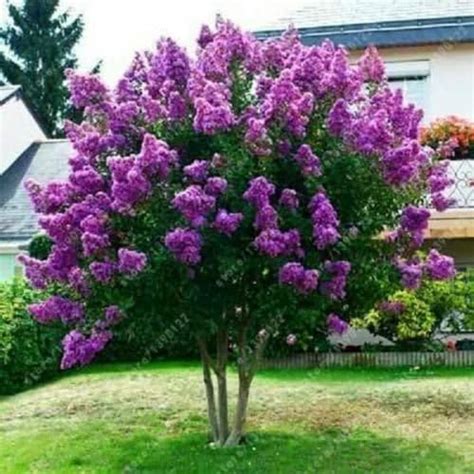 40 Japanese Tree Purple Lilac Seedshardy Perennial Powerful Lovely